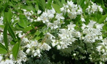 Дейция Шнейдера (Deutzia schneideriana)