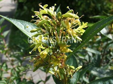 Диервилла приречная (Diervilla rivularis)