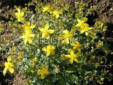 Зверобой крупноцветковый (Hypericum hookerianum)