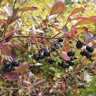 Рябина черноплодная Хугин (Aronia melanocarpa 'Hugin')