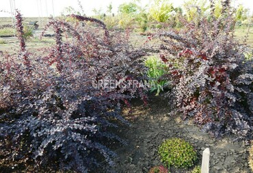 Барбарис оттавский Декора (Berberis x ottawensis 'Decora')