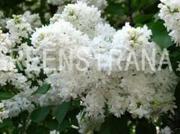 Сирень обыкновенная Советская Арктика (Syringa vulgaris 'Sovetskaya Arktika')
