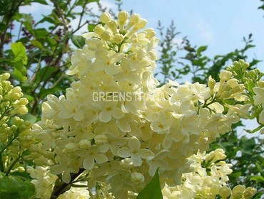 Сирень обыкновенная Примроуз (Syringa vulgaris 'Primrose')