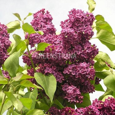 Сирень обыкновенная Людвиг Шпет (Syringa vulgaris 'Andenken an Ludwig Späth')
