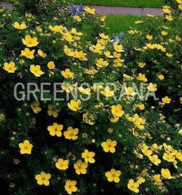 Лапчатка кустарниковая Хахманс Гигант (Potentilla fruticosa 'Hachmann's Gigant')