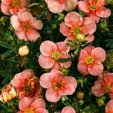 Лапчатка кустарниковая Претти Полли (Potentilla fruticosa 'Pretty Polly')