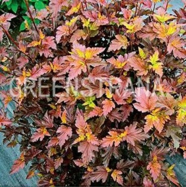 Пузыреплодник калинолистный Сентер Глоу (Physocarpus opulifolius 'Center Glow')