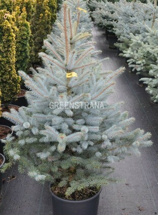 Ель колючая Блю Маунтин (Picea pungens 'Blue Mountain')