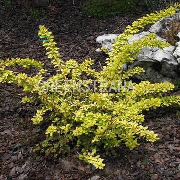 Барбарис Тунберга Спешиал Голд (Berberis thunbergii 'Special Gold')