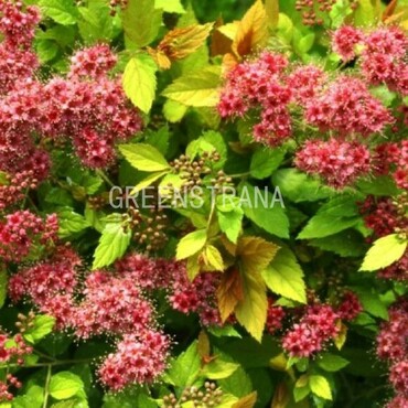 Спирея японская Атросангвинеа (Spiraea japonica 'Atrosanguinea')