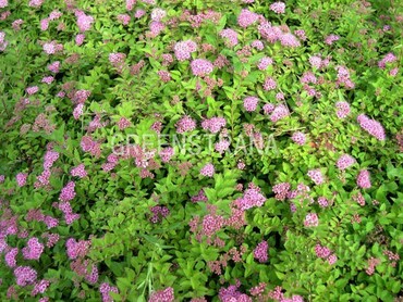 Спирея японская Альпина (Spiraea japonica 'Alpina')