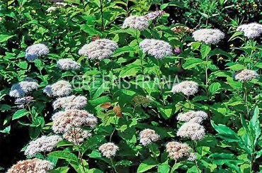 Спирея Фрича (Spiraea fritschiana)