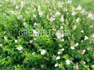 Спирея дубравколистная (Spiraea chamaedryfolia)