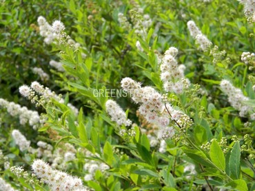 Спирея иволистная (Spiraea salicifolia)