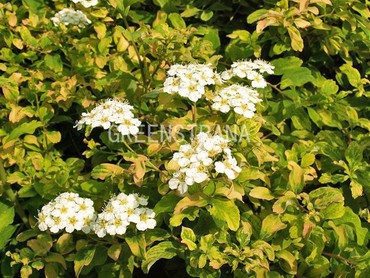 Спирея ниппонская Герлвс Рэйнбоу (Spiraea nipponica 'Gerlve's Rainbow')