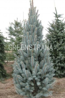 Ель колючая Изели Фастигиата (Picea pungens 'Iseli Fastigiate')