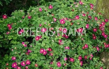 Роза собачья (Шиповник) (Rosa canina)