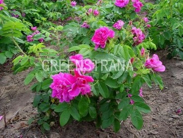 Роза морщинистая Ханза (Rosa rugosa 'Hansa')