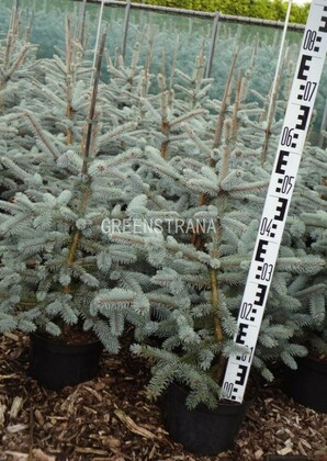 Ель колючая Эрих Фрам (Picea pungens 'Erich Frahm')