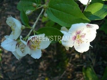 Чубушник гибридный Необычный (Philadelphus x hybridus 'Neobychnyj')