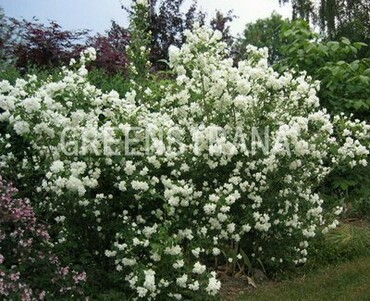 Чубушник корончатый (Philadelphus coronarius)