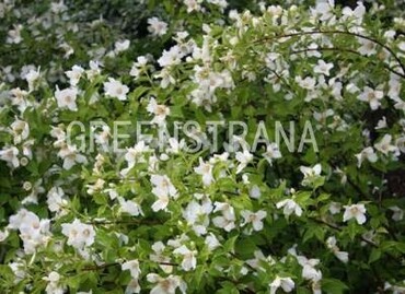 Чубушник Лемуана Белль Этуаль (Philadelphus x lemoinei 'Belle Etoile')