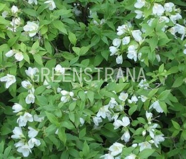 Чубушник Лемуана Манто д'Эрмин (Горностаевая мантия) (Philadelphus x lemoinei 'Manteau d'Hermine')