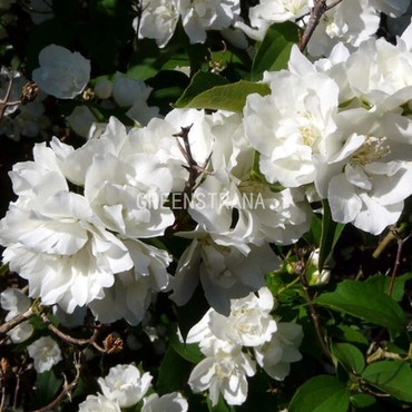 Чубушник Лемуана Букет Бланк (Philadelphus x lemoinei 'Bouquet Blanc')