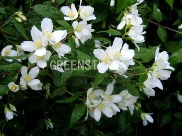 Чубушник Лемуана Эректус (Philadelphus x lemoinei 'Erectus')