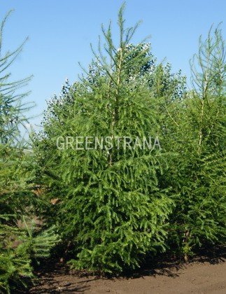 Малина душистая (Rubus odoratus)