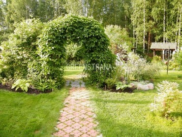 Виноград девичий (Parthenocissus quinquefolia)