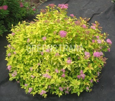 Спирея японская Голден Принцесс (Spiraea japonica 'Golden Princess')