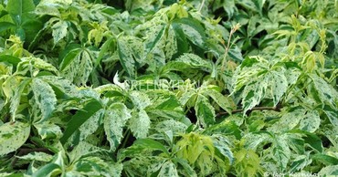 Виноград девичий Стар Шоуэрс (Parthenocissus quinquefolia 'Star Showers')