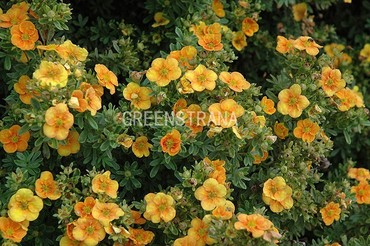 Лапчатка кустарниковая Манго Танго (Potentilla fruticosa 'Mango Tango')