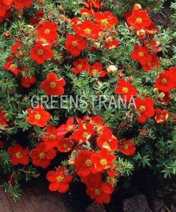 Лапчатка кустарниковая Ред Джокер (Potentilla fruticosa 'Red Joker')