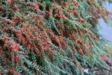 Кизильник горизонтальный Урсинов (Cotoneaster horizontalis 'Ursynow')
