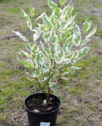 Дерен белый Элегантиссима (Cornus alba 'Elegantissima')