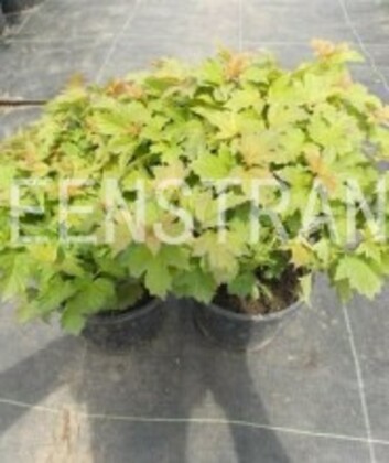 Калина гордовина Ауреовариегата (Viburnum lantana 'Aureovariegata')