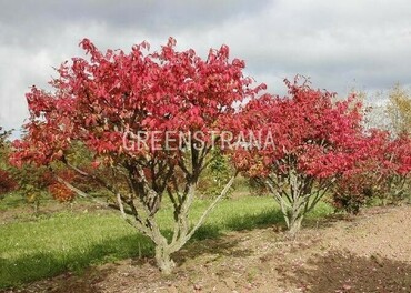 Бересклет крылатый (Euonymus alatus)