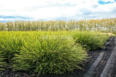 Ива гибридная Маяк (Salix x 'Majak')