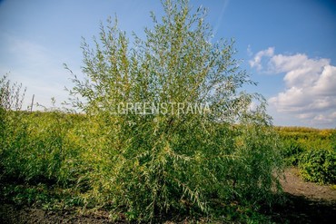 Ива гибридная Плакучий гном (Salix x 'Plakuchij Gnom')