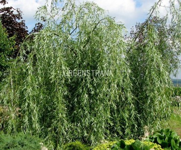 Ива гибридная Шатер-2 (Salix x 'Shater-2')