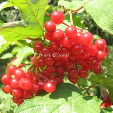 Калина обыкновенная Шукшинская (Viburnum opulus 'Shukshinskaya')
