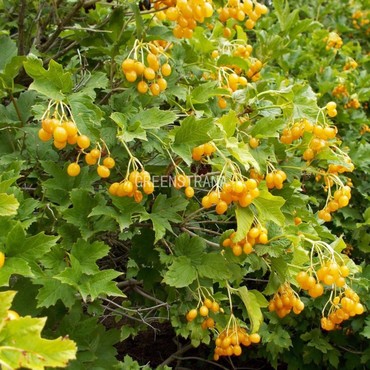 Калина обыкновенная Ксантокарпум (Viburnum opulus 'Xanthocarpum')
