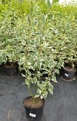 Дерен белый Сибирика Вариегата (Cornus alba 'Sibirica Variegata')