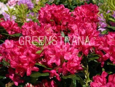 Рододендрон гибридный Нова Зембла (Rhododendron 'Nova Zembla')