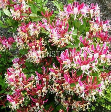 Жимолость татарская Розеа (Lonicera tatarica 'Rosea')