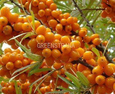 Облепиха крушиновидная Поллмикс+Херго (Hippophae rhamnoides 'Pollmix' + 'Hergo')