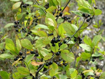 Крушина ломкая (Frangula alnus)
