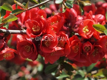 Айва японская Николин (Chaenomeles japonica 'Nicoline')